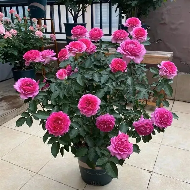 天方夜谭月季盆栽花苗特大花四季开花卉玫瑰带花苞阳台植物盆栽
