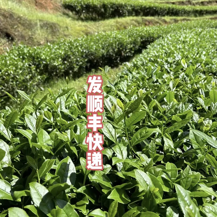 2025【正岩大红袍105】大份量大红袍250克散茶