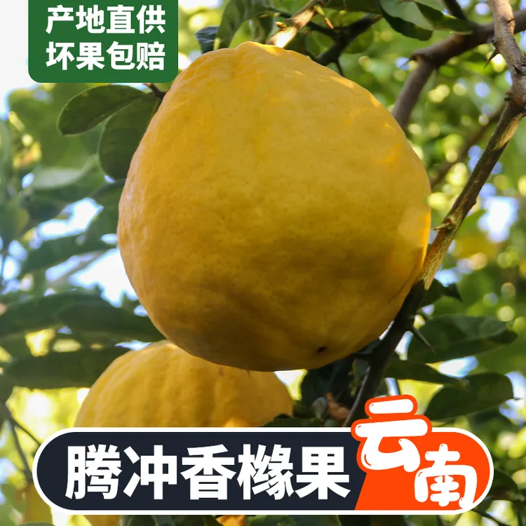 特大果香橼果新鲜食用云南佛手果香甜清脆观赏清供闻香柑橘枸橼子