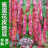 【全店满五包包邮】奶花香家雀蛋豆种子