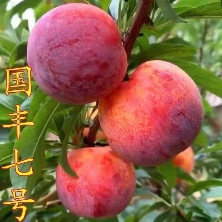 正宗嫁接李子树苗国峰7号果树苗九月晚熟李子超甜抗寒盆栽地栽