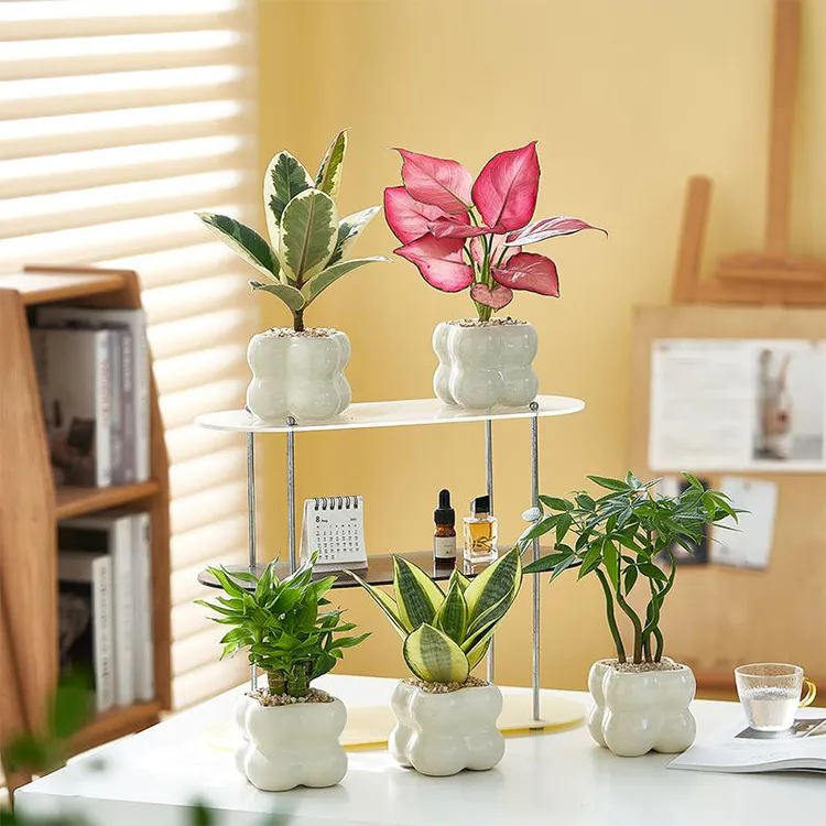 北欧ins风绿植组合九里香发财树盆栽室内客厅植物办公桌面花卉