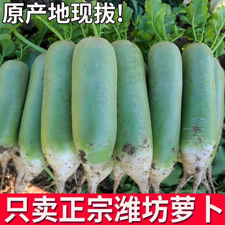 正宗潍坊沙窝水果萝卜
