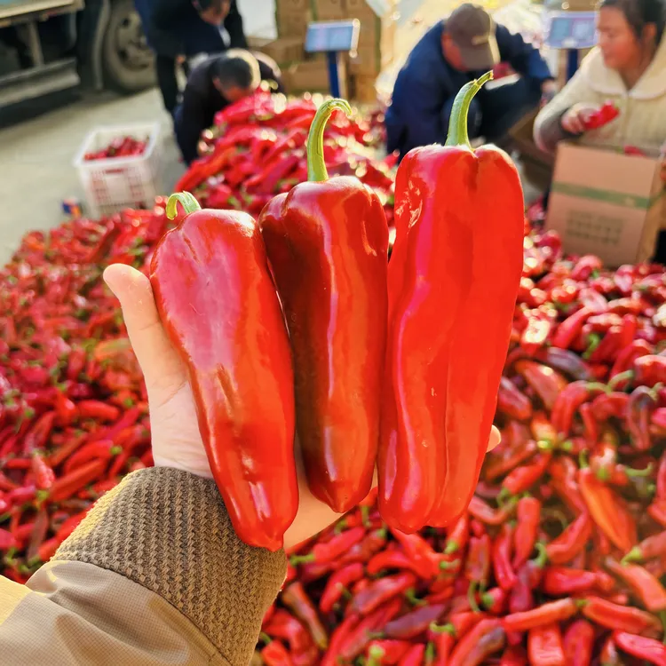 【精品全红泡椒】全红微辣甜辣现摘辣椒红辣椒新鲜批发泡椒辣椒新鲜