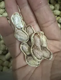 水煮花生 汕尾龙头企业采味轩本地煮花生特产