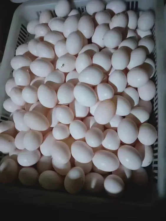 新鲜鸽子蛋初生农家五谷杂粮散养孕妇宝宝营养健康辅食