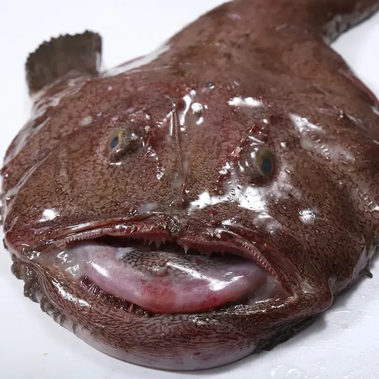 海捕安康鱼4-5斤清洗干净无冰净重带肝带肚速冻冷链发货