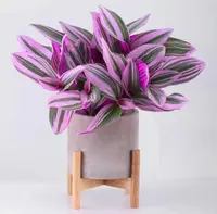 婚礼油画吊兰水土双培可室外种植梦幻紫网红植物