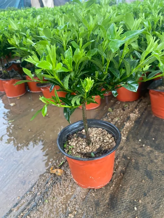 小叶栀子花四季绿植开阳台花卉室内植物盆栽客厅客厅绿植大盆栽