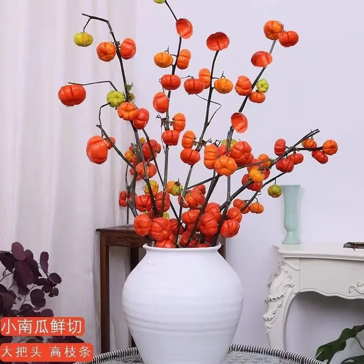 【脱水皱皮半干，少量损耗不售后】云南脱水皱皮半干小南瓜花材