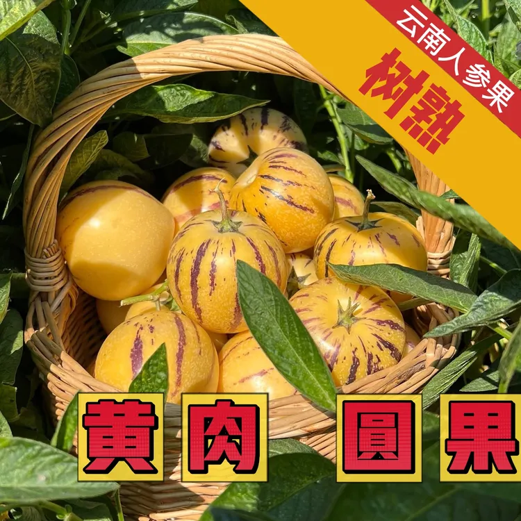 云南应季树上熟果黄肉圆果清甜多汁新鲜水果3斤装