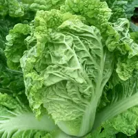 AA叶多火锅白菜种子叶多甜白菜籽秋季麻叶大白菜耐寒蔬菜种