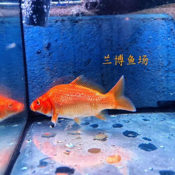 精品红火锦鲤大放漏