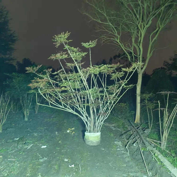 耐寒南天竹老桩庭院造景植物室内室外盆景