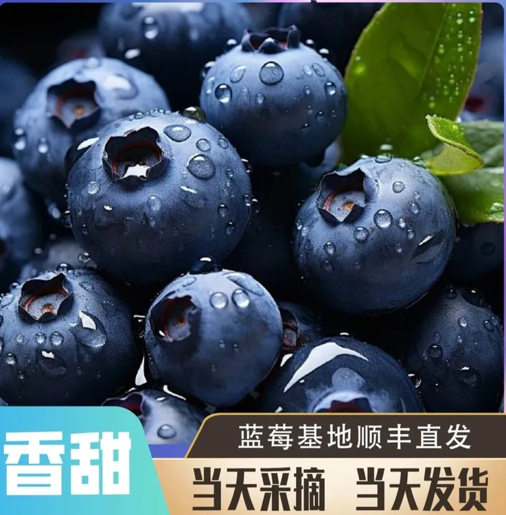云南蓝莓鲜果新鲜高端水果当季怡颗高山花香包邮顺丰京东