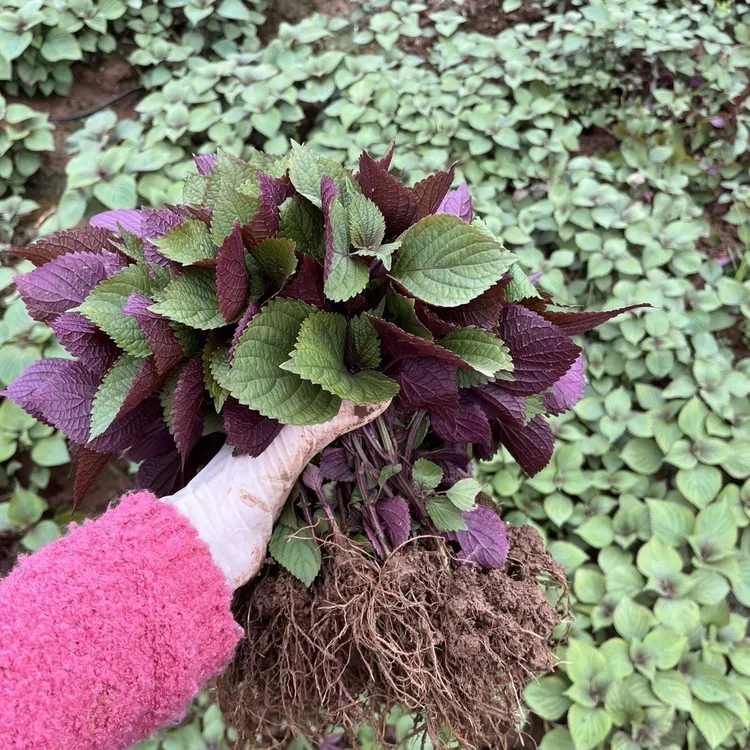 广西可食用双色大叶四季耐热阳台盆栽蔬菜紫苏叶新鲜