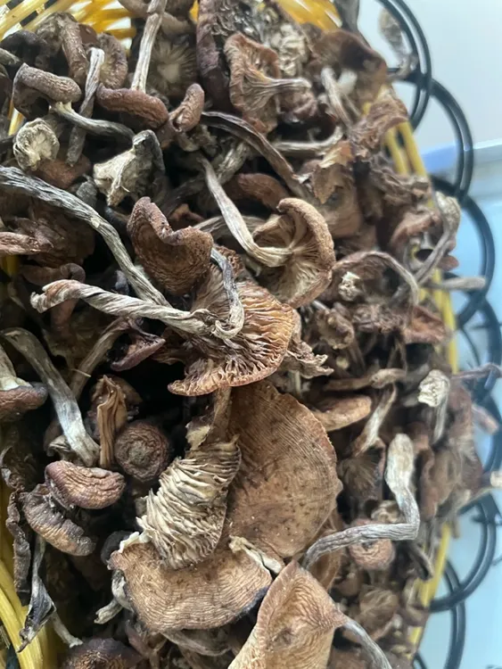 东北特产自然野生真蘑干货无根可用于小鸡炖蘑菇