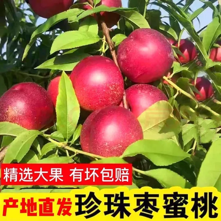 【珍珠枣油桃】油桃脆甜离核甜桃脆桃现摘现发