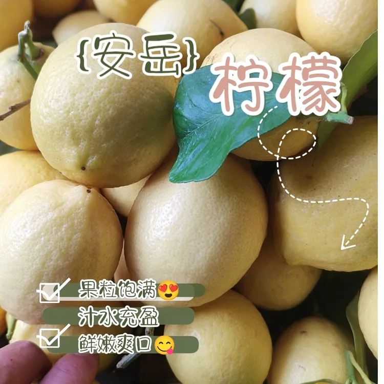 【安岳柠檬】大果3/5/9斤装新鲜水果黄柠檬榨汁切片柠檬新鲜包邮