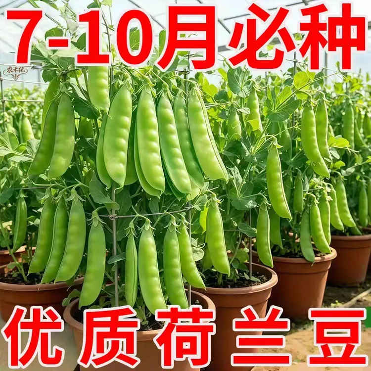 正宗甜脆荷兰豆种籽 无筋嫩荚多茬采收 南北四季盆栽菜园蔬菜种子商品图