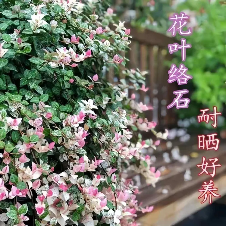 花叶络石盆栽四季垂吊耐热耐寒阳台庭院清新绿植净化空气