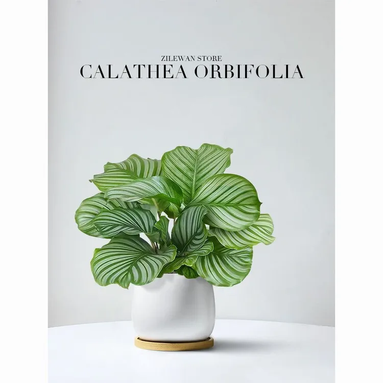 青苹果竹芋盆栽办公室内客厅吸甲醛绿植四季好养桌面植物净化空气