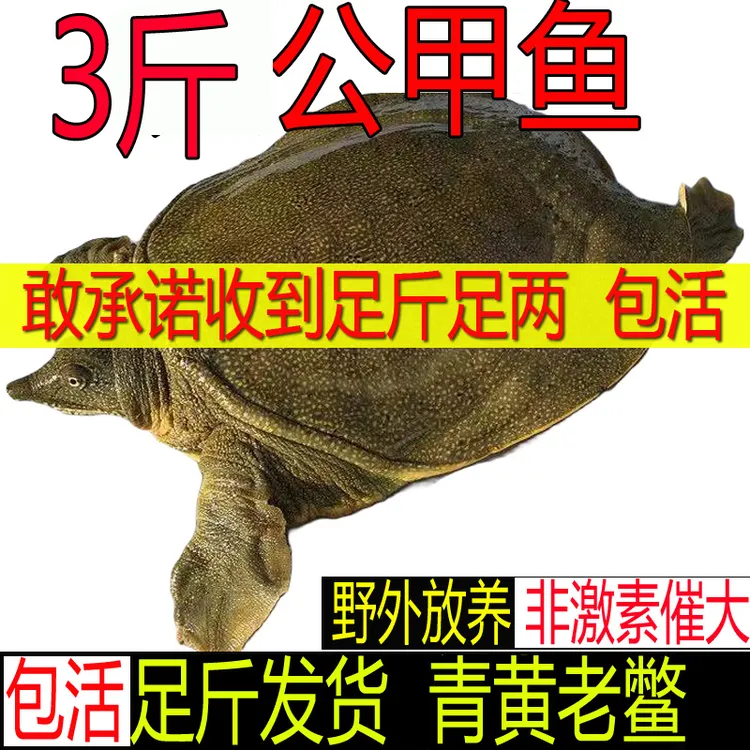 【5年大甲鱼】 3斤1只公甲鱼青黄黄油外塘生态鲜活甲鱼批发王八水鱼