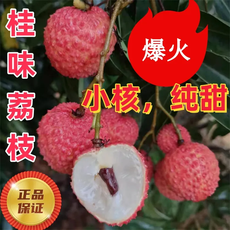 【邮政空运】正宗灵山桂味荔枝新鲜果园采摘当季水果整箱直发包邮