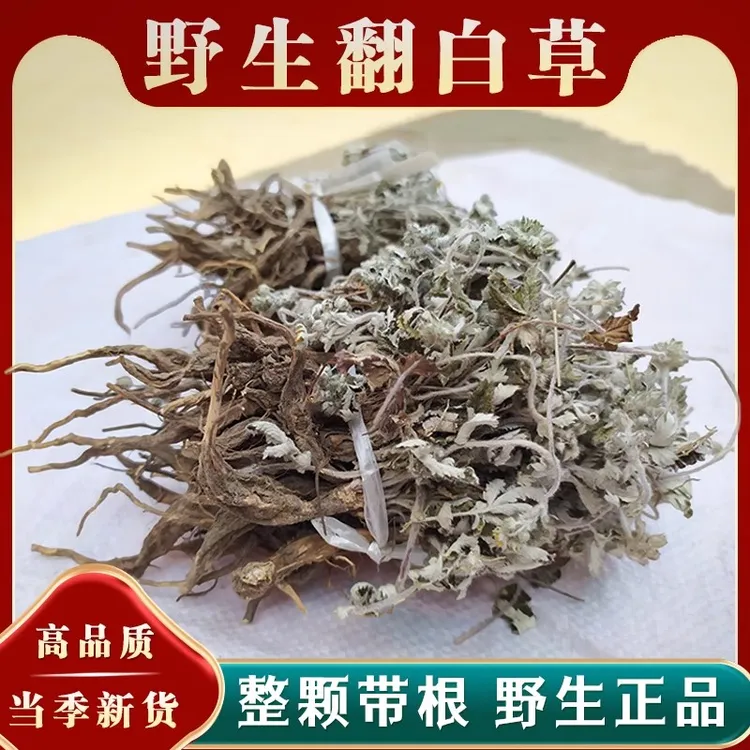 新货翻白草新鲜干货野生整颗带根可搭配地骨皮翻白草整株另售葛根