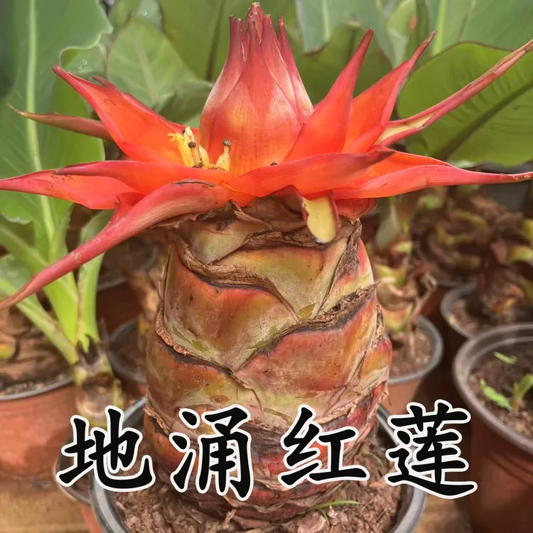 地涌金莲盆栽植物花卉春季秋季四季都可栽成活率高庭院前台均可