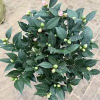 154老桩香妃茶花开花植物