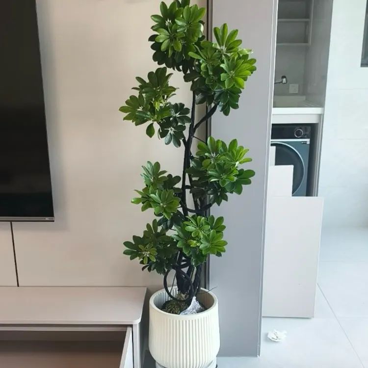 【芯宸园艺】鸭脚木七叶莲八方来财客厅大盆栽大型绿植室内吸甲醛