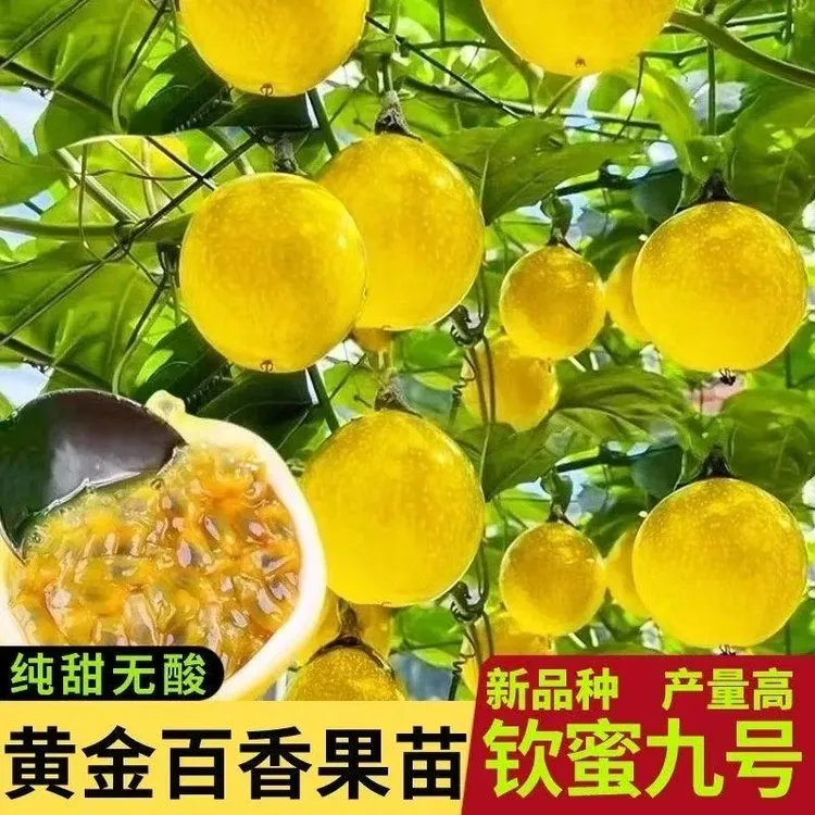正宗纯甜黄金9号黄金百香果苗嫁接大果四季品种南北方百香果树苗