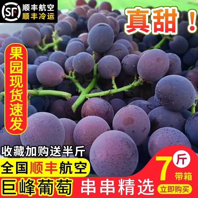 现摘浦江巨峰葡萄新鲜当季果园直发整串鲜甜水果
