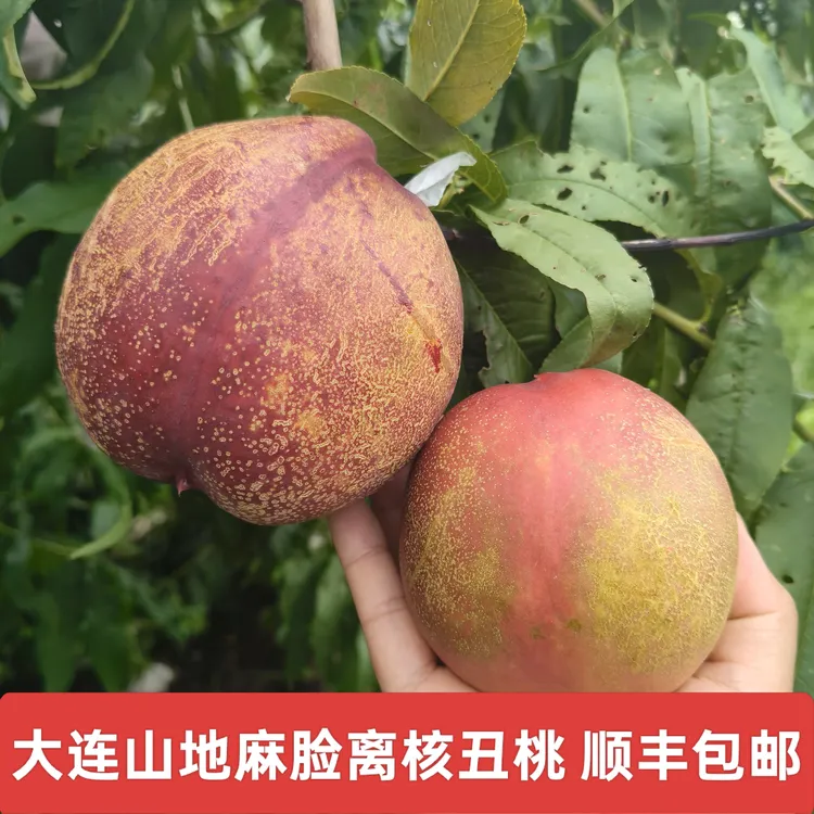 【顺丰包邮大连丑桃】大连山区晚熟麻脸离核丑桃黄心礼盒装钱数九