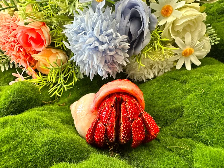 寄居蟹大小寄居蟹可爱寄居蟹