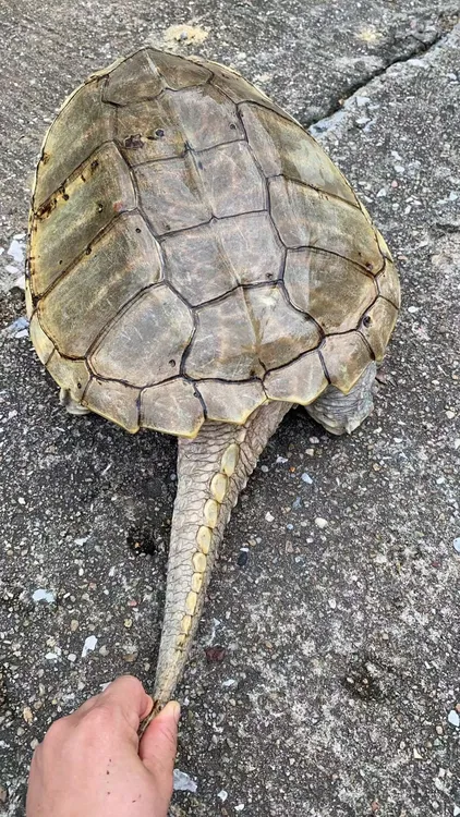 外塘北美滑壳老种鳄鱼龟 冷水外塘养殖 可以繁殖可以食用