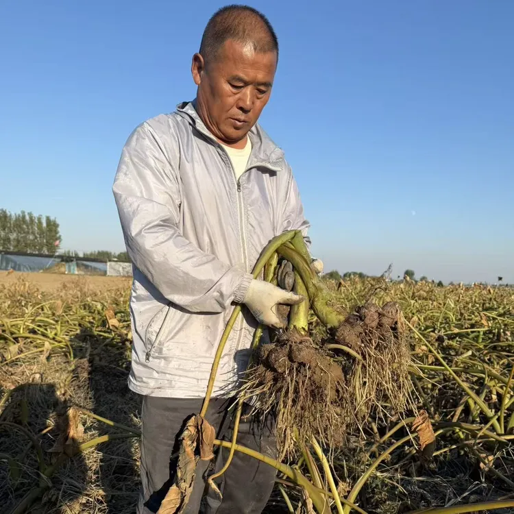 牛奶小芋头软糯粉面蒸煮炖做辅食首选新鲜现挖现发