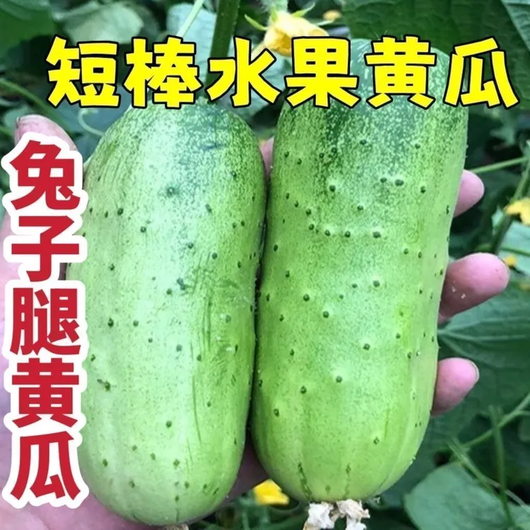 【兔子腿水果黄瓜种子】家庭阳台小院盆栽地栽早熟短棒四季种植简单