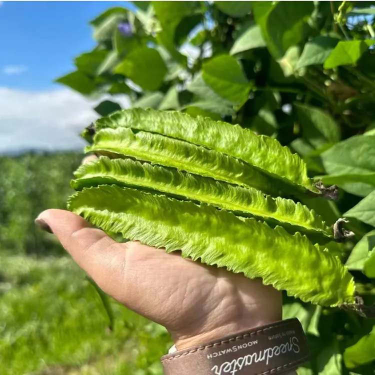 {宇哥专属}海南保亭特色四角豆新鲜现采蔬菜京东空运