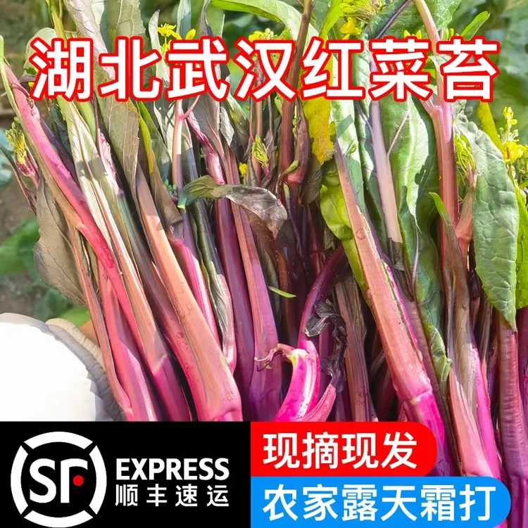 湖北武汉红菜苔露天打霜菜苔蔬菜基地直发现摘新鲜时令绿色食品