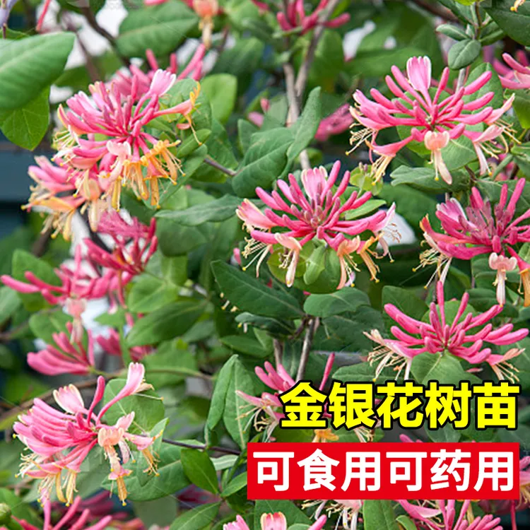 红色金银花树苗可食用药用花卉植物阳台庭院爬藤 5年苗买一送一