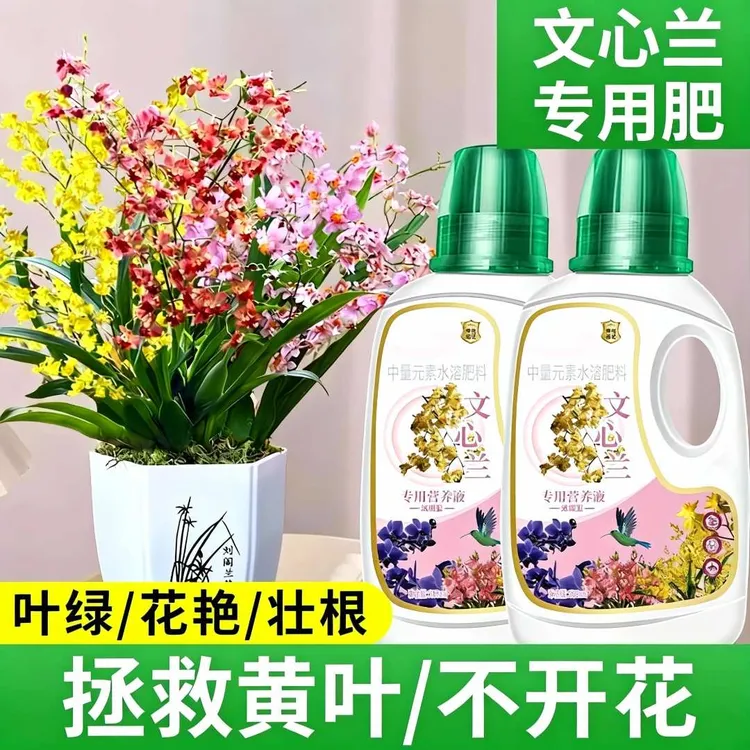 香水文心兰浓缩营养液花肥梦香兰跳舞兰专用肥兰花盆栽水溶液体肥