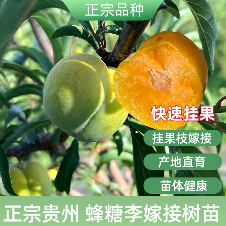 【包对版】蜂糖李子树苗蜂糖李嫁接苗贵州六马镇宁原产地优质种苗