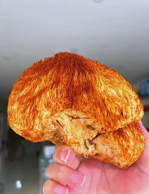原生态深山猴头菇