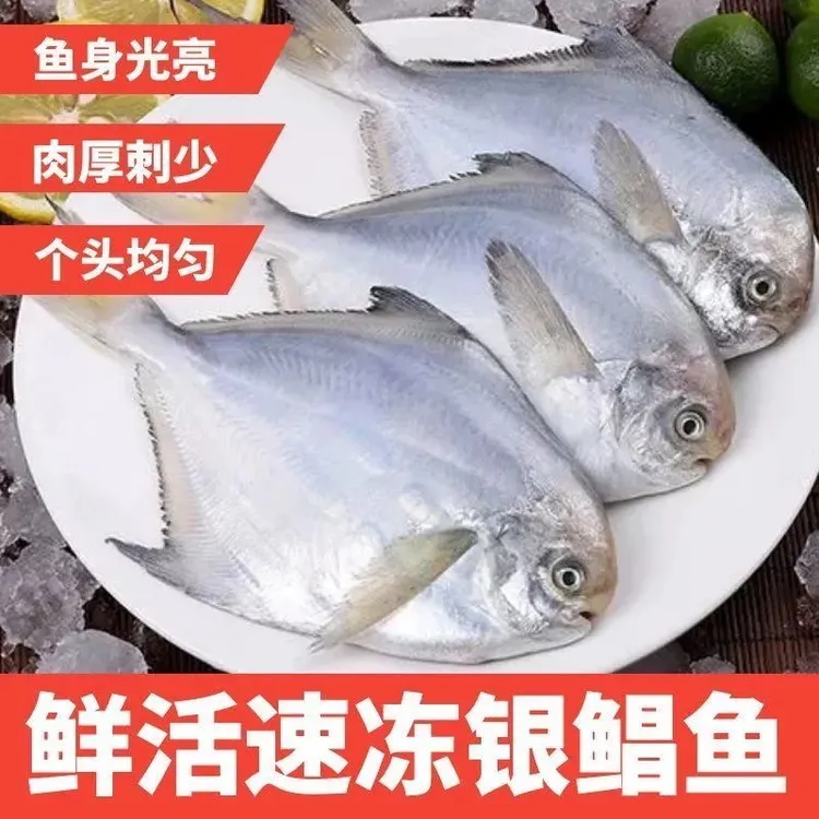 新鲜海捕银鲳鱼 刺少肉嫩 总重5斤  4-5条/斤 老少皆宜 顺丰包邮
