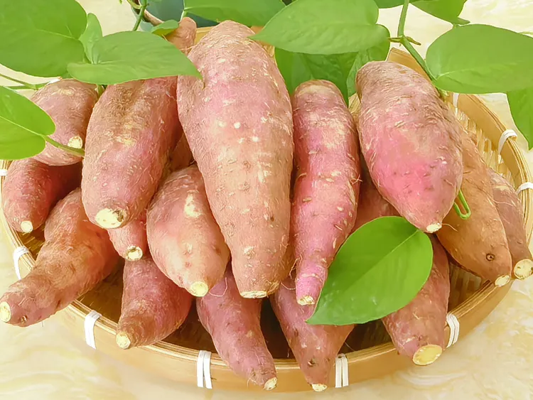 湖北宜昌板栗薯种植基地沙地现挖现发粉糯香甜烤红薯板栗薯