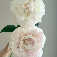 【弗洛伦萨.尼古拉斯】重瓣芍药芍药基地直发高品质鲜切花生活鲜花