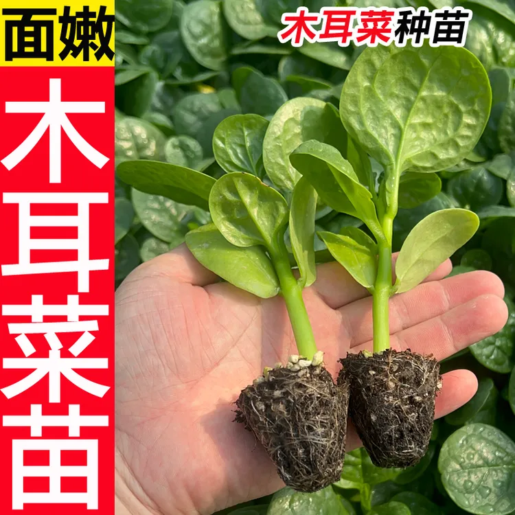 (直播)大叶木耳菜种子菜籽蔬菜苗子农家庭院四季阳台盆栽菜种子