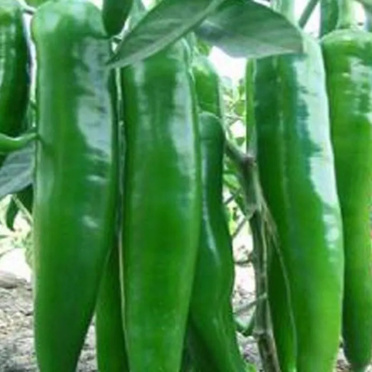 农家特大牛角辣椒种子青椒高产春秋四播种阳台盆栽菜园南北方蔬菜